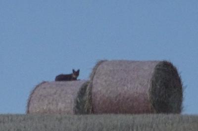 Vulpes vulpes