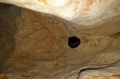 Rhinolophus hipposideros