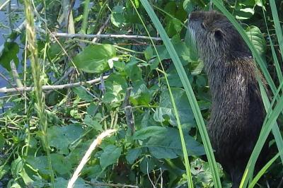 Myocastor coypus