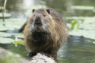 Myocastor coypus
