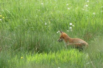 Vulpes vulpes