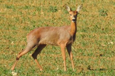 Capreolus capreolus