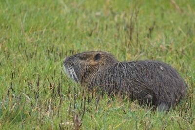 Myocastor coypus