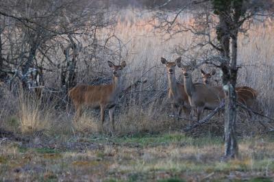 Cervus elaphus
