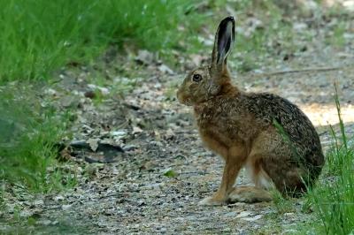 Lepus europaeus