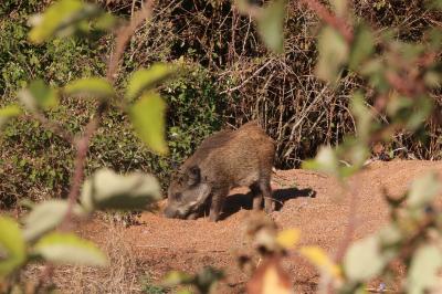 Sanglier