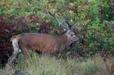 Cerf élaphe