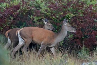 Cerf élaphe