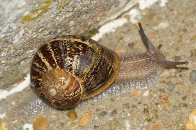Cornu aspersum