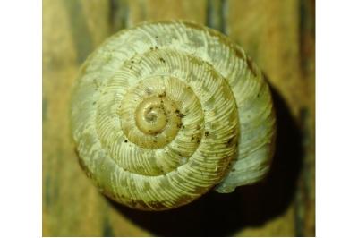 Xeroplexa intersecta