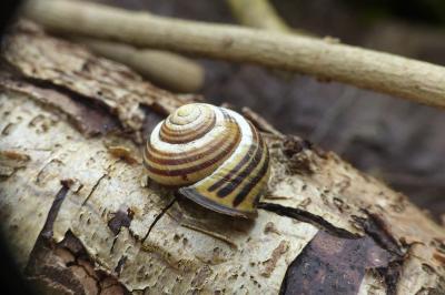 Cepaea nemoralis