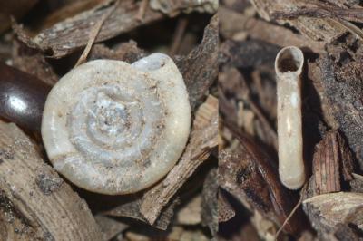 <i>Anisus leucostoma</i>