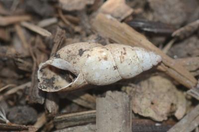 <i>Omphiscola glabra</i>