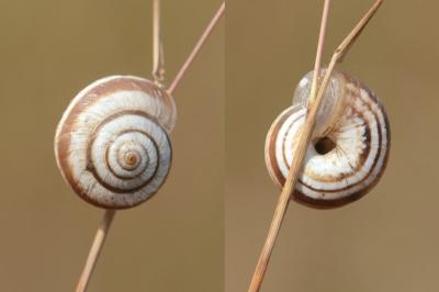 <i>Cernuella virgata</i>