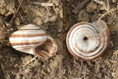 <i>Cernuella virgata</i>