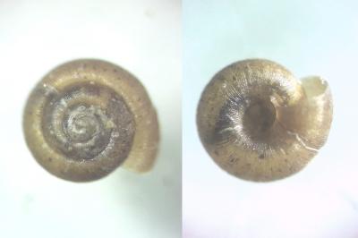 <i>Punctum pygmaeum</i>