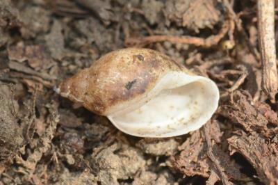 <i>Physella acuta</i>