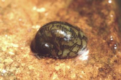 <i>Theodoxus fluviatilis</i>