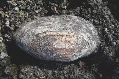 <i>Anodonta cygnea</i>