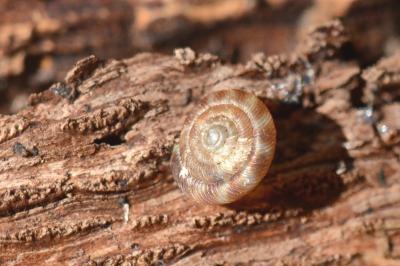 <i>Gonyodiscus rotundatus</i>