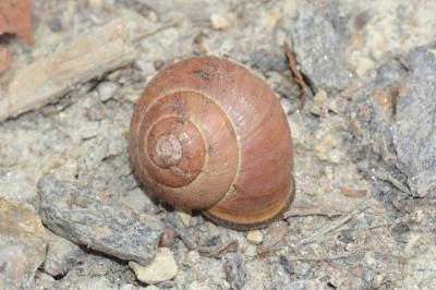 <i>Cepaea nemoralis</i>