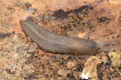<i>Lehmannia marginata</i>