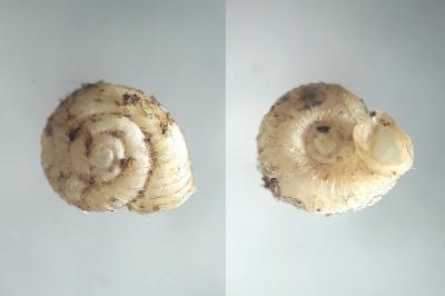 <i>Vallonia costata</i>