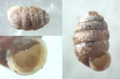 <i>Pupilla muscorum</i>