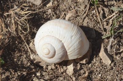 <i>Helix pomatia</i>