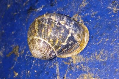 <i>Cornu aspersum</i>