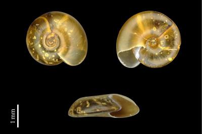 <i>Segmentina nitida</i>