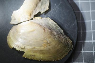 <i>Anodonta anatina</i>