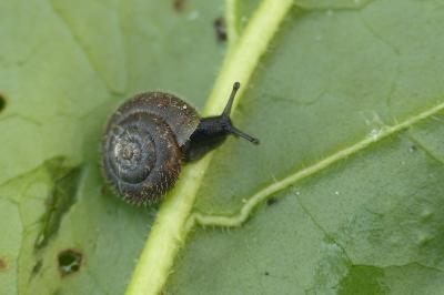 Trochulus