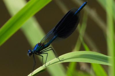 <i>Calopteryx splendens</i>