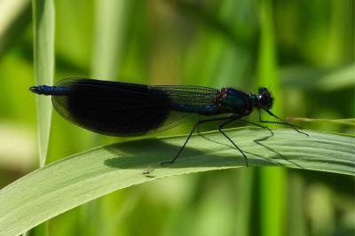 <i>Calopteryx splendens</i>