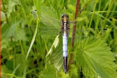 <i>Orthetrum albistylum</i>