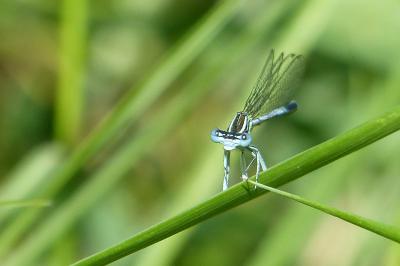 <i>Platycnemis pennipes</i>