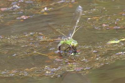 <i>Anax imperator</i>