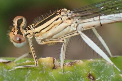 Platycnemis pennipes