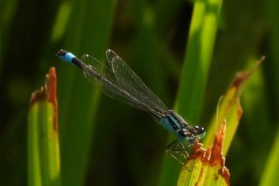 <i>Ischnura elegans</i>