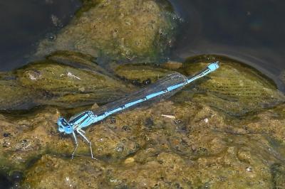 <i>Erythromma lindenii</i>