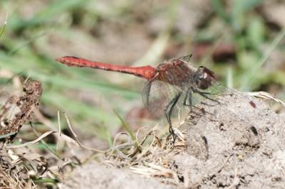 <i>Sympetrum sanguineum</i>