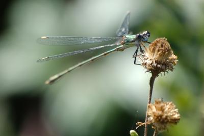 <i>Chalcolestes viridis</i>