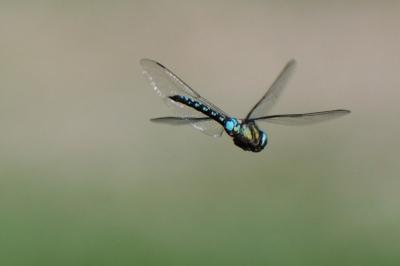 <i>Aeshna mixta</i>
