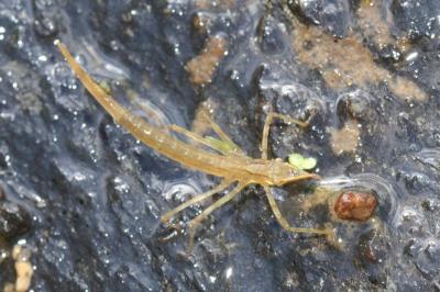<i>Calopteryx splendens</i>