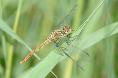 <i>Sympetrum sanguineum</i>