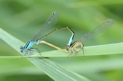 <i>Ischnura elegans</i>