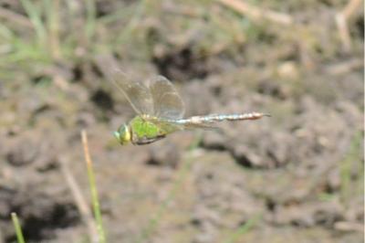 <i>Anax imperator</i>
