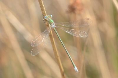<i>Lestes virens</i>