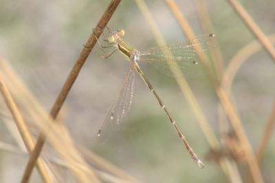 <i>Lestes barbarus</i>